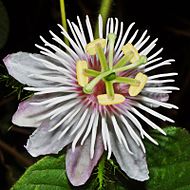 Passiflora edulis - Wikipedia