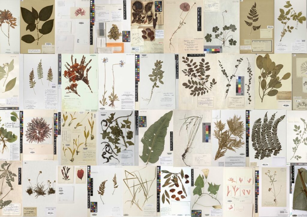 Botanical Voucher Specimens