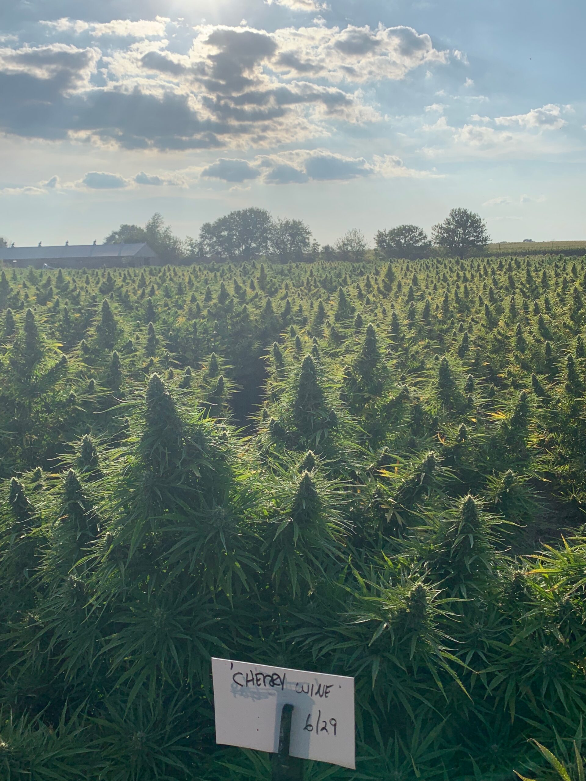 CBD products fail another test—with an important caveat for retailers