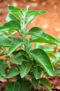Ashwagandha leaf and root